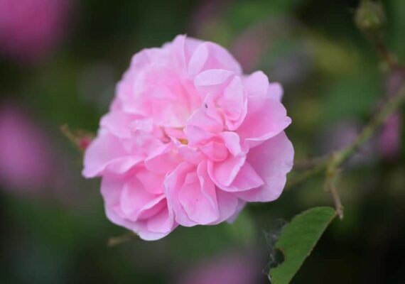 Yogaferien – im Tal der Rosen Yogaferien – im Tal der Rosen